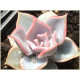 Lilacina Pink