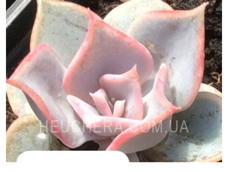 Lilacina Pink