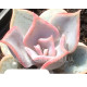Lilacina Pink