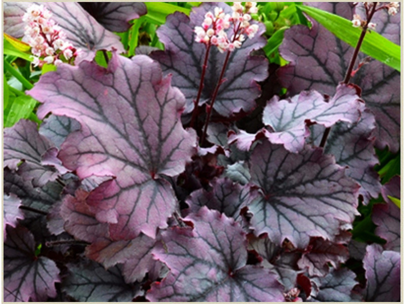 Sugar Berry