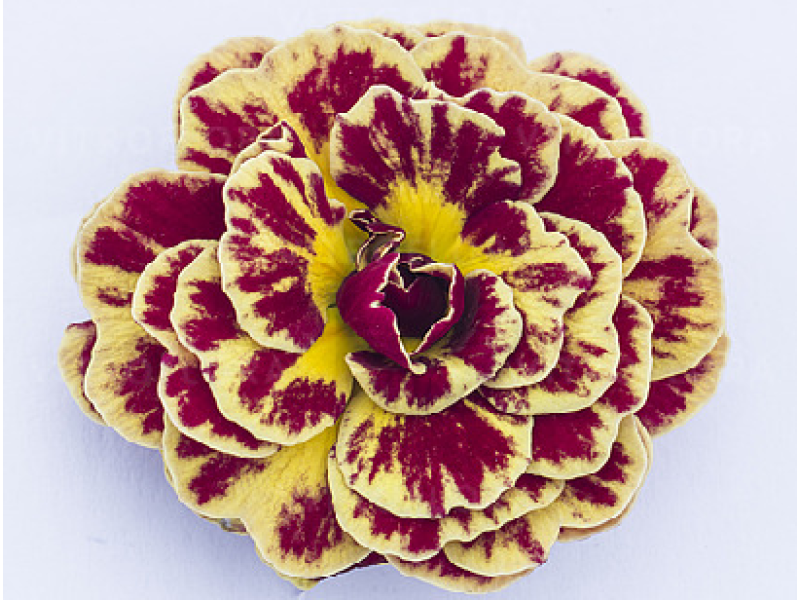 Persian Weave