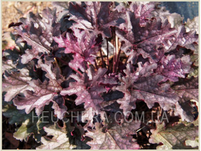 Blackberry Crisp