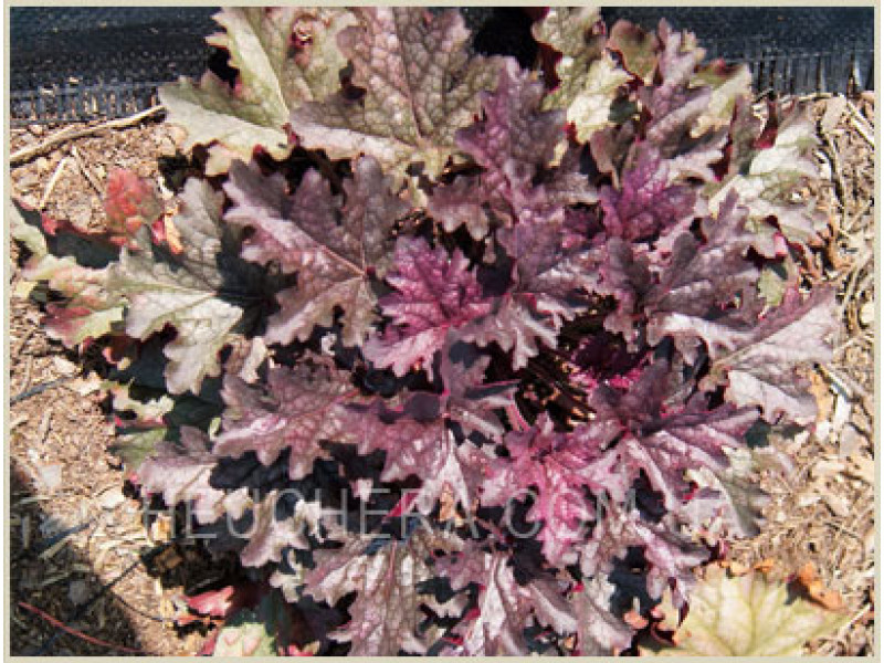 гейхера Blackberry Crisp
