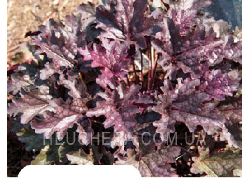 гейхера Blackberry Crisp