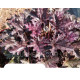 гейхера Blackberry Crisp