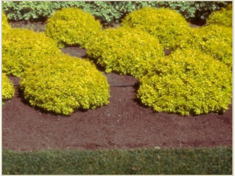 Goldalita