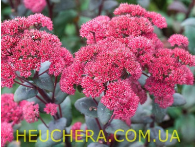 Red Cauli