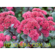 Red Cauli