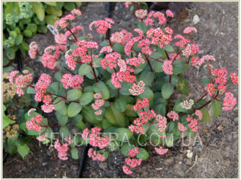 Red Cauli