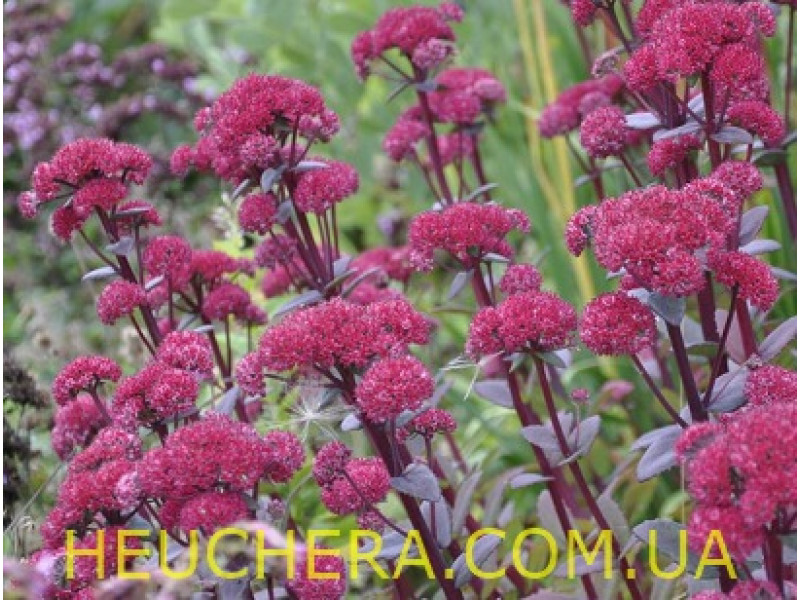 Red Cauli