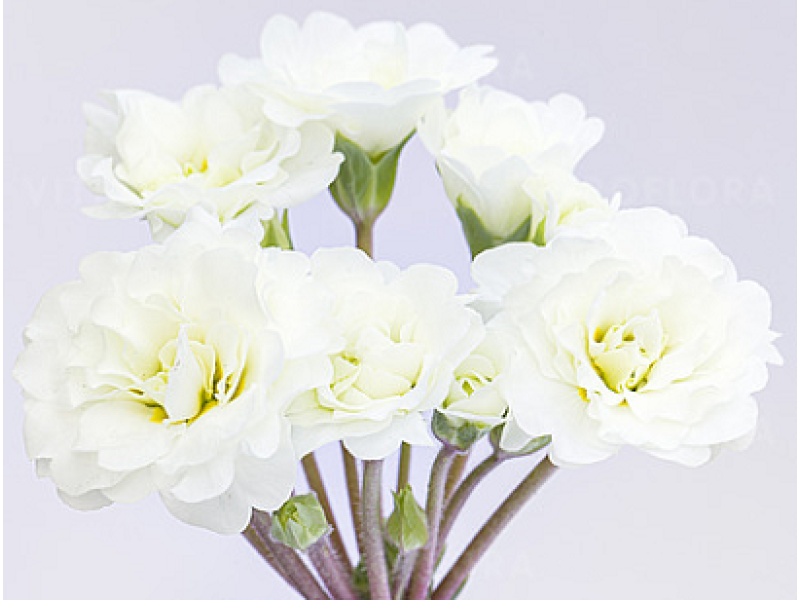 Frosty White