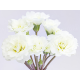 Frosty White