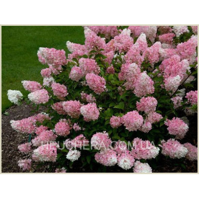 Vanille Fraise