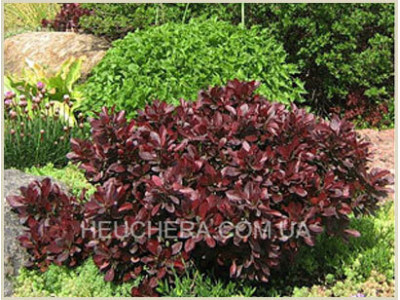 Atropurpurea Nana