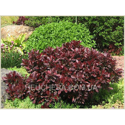 барбарис Atropurpurea Nana