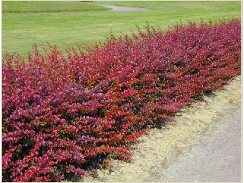 Atropurpurea Nana