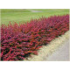Atropurpurea Nana