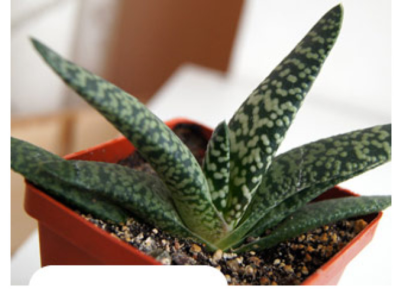 Snow Storm (Гастерия)