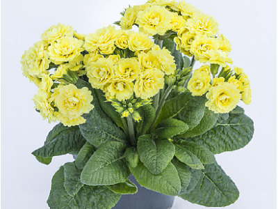 Fresh Lemon