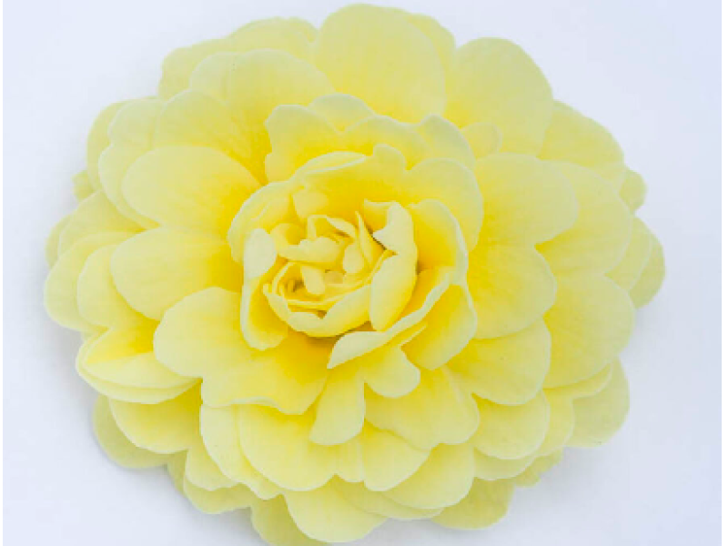 Fresh Lemon