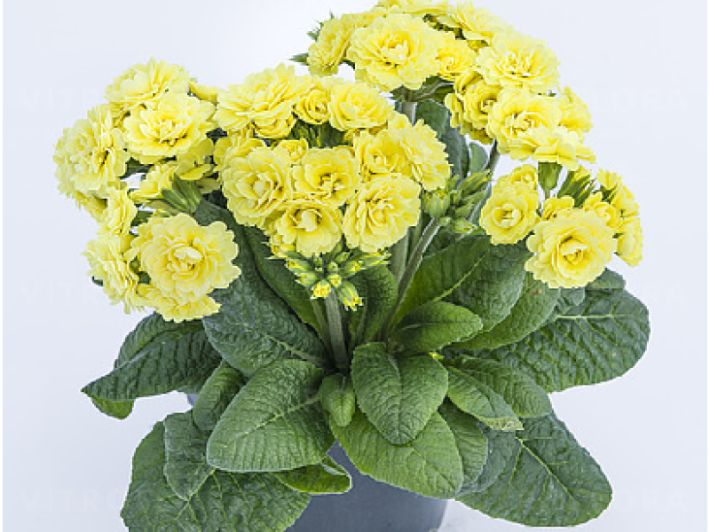 Fresh Lemon