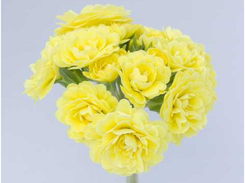 Fresh Lemon