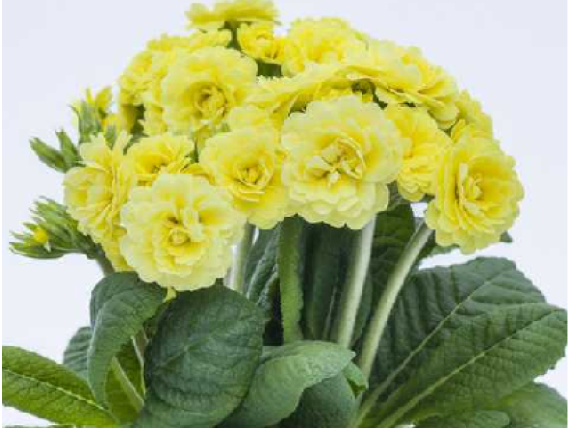 Fresh Lemon