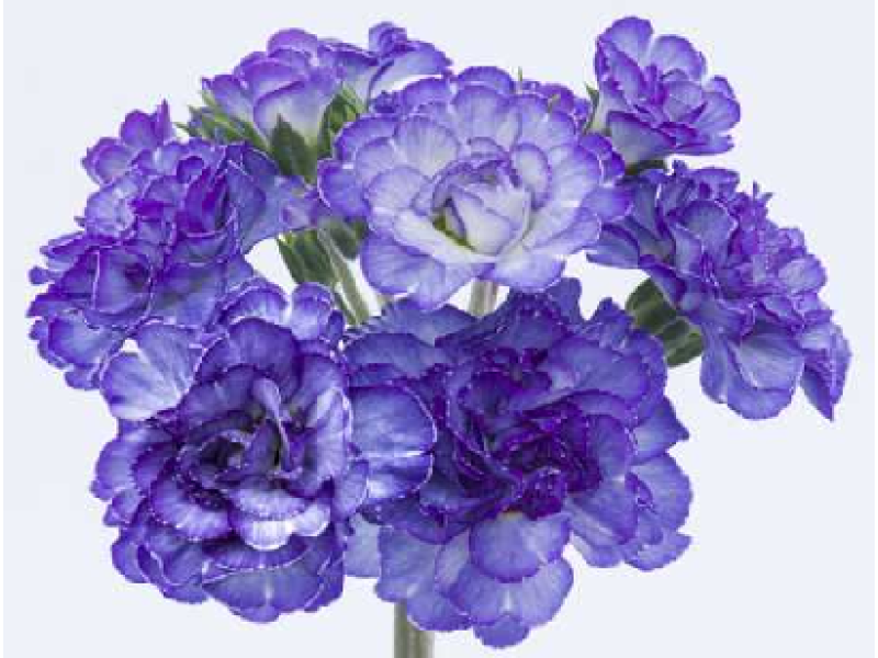 Crystal