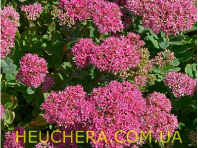 Munstead Red