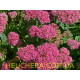 Munstead Red