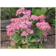 Munstead Red