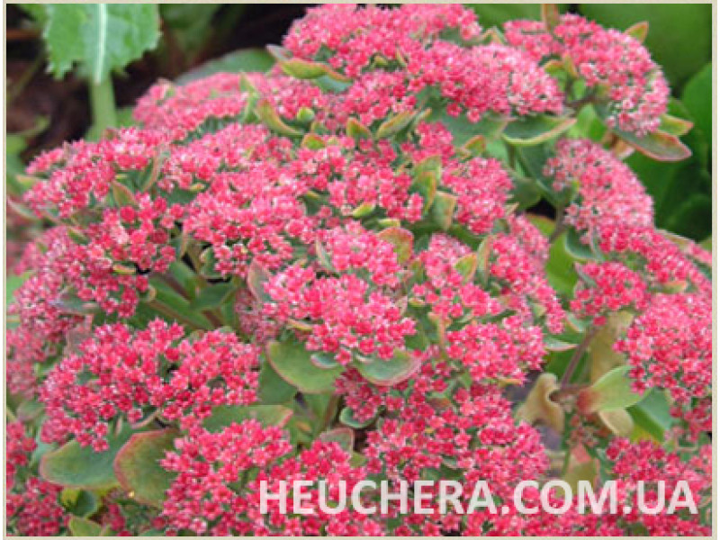 Munstead Red