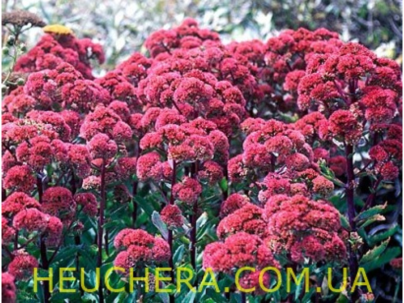 Munstead Red