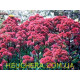 Munstead Red