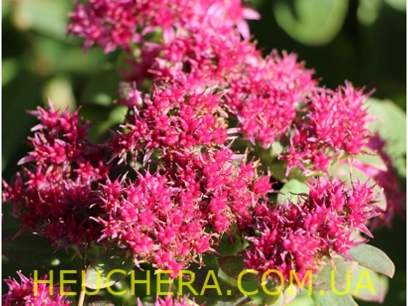 Munstead Red
