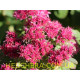 Munstead Red