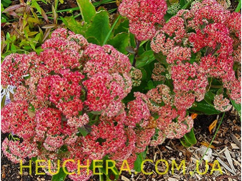 Munstead Red
