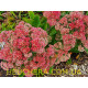 Munstead Red