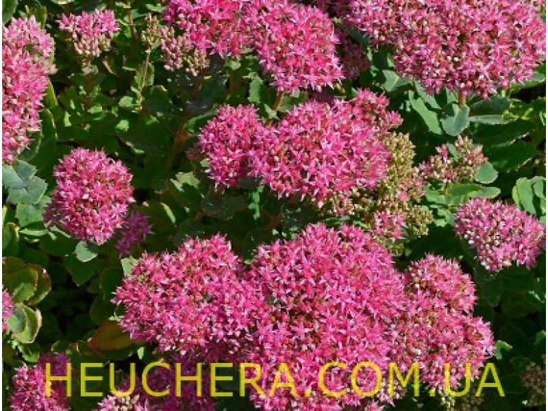 Munstead Red