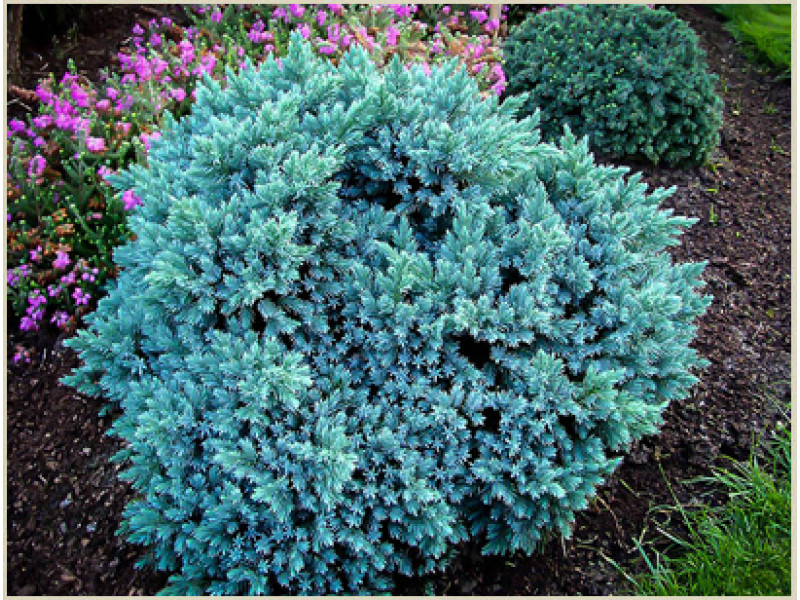 Blue Star
