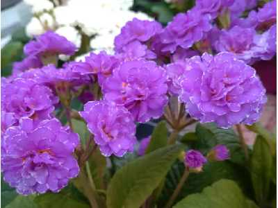 Deep Lilac