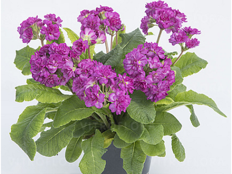 Deep Lilac