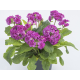 Deep Lilac