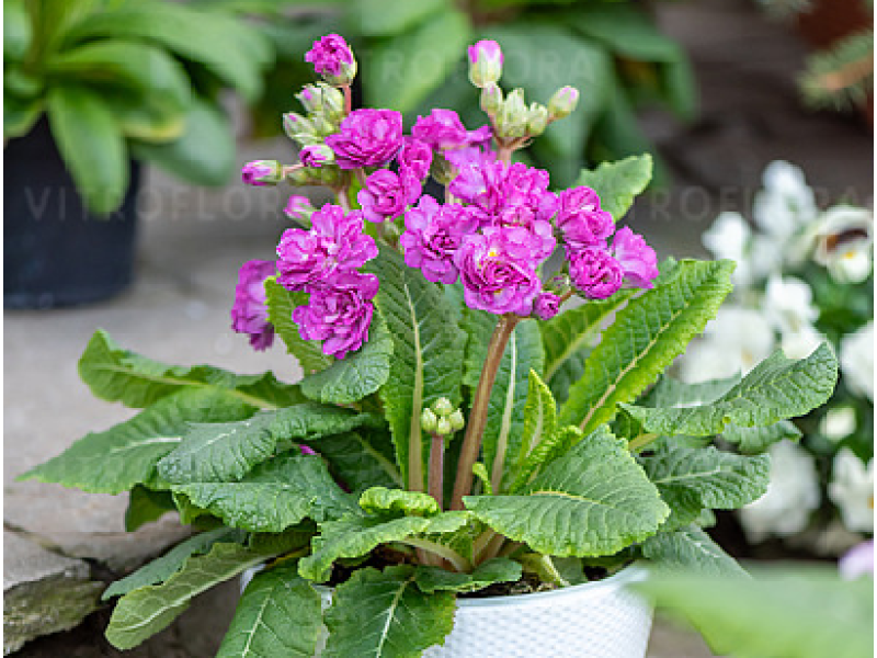 Deep Lilac
