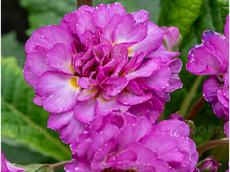 Deep Lilac