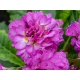 Deep Lilac