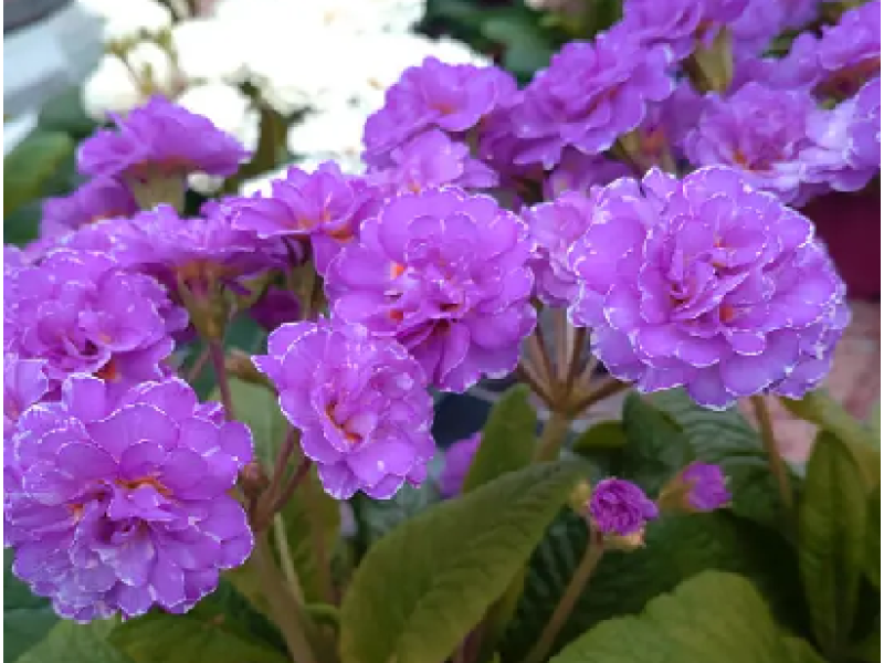 Deep Lilac