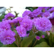 Deep Lilac