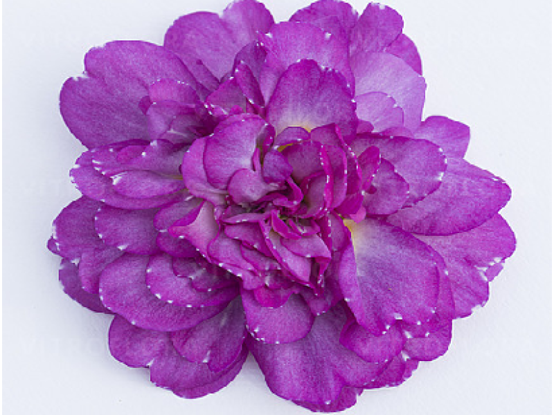 Deep Lilac