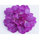 Deep Lilac